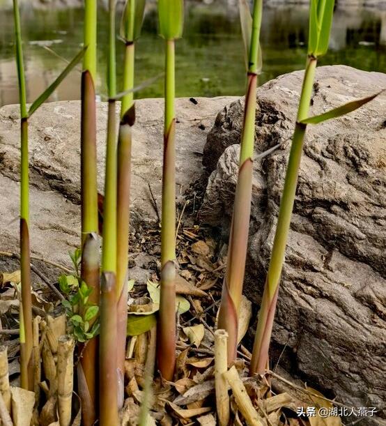 野菜的种类和图片大全，四季野菜图文大全（最美味的15种野菜）