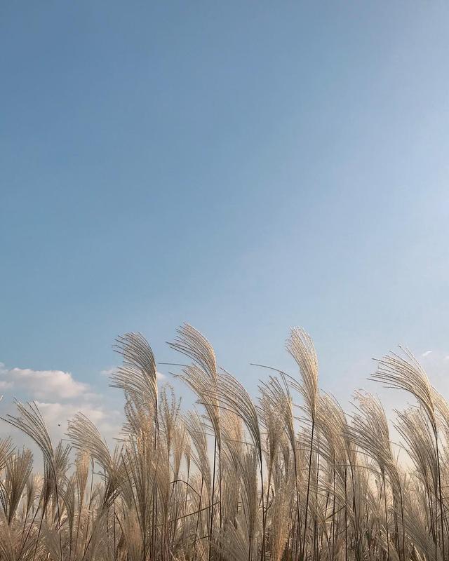 喜气洋洋是什么生肖，十二生肖什么生肖最喜气洋洋（这三大生肖接二连三来喜事）