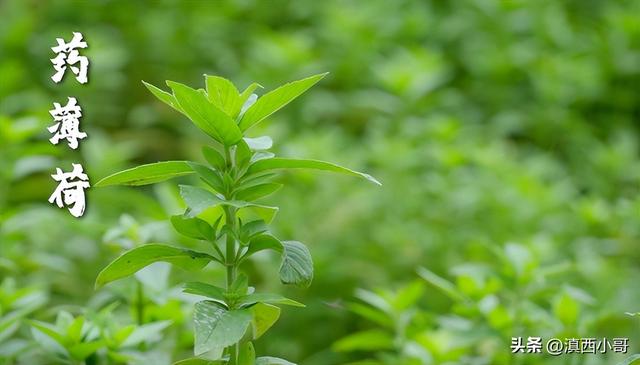 薄荷香料的做法大全，带你认识40款香料及各种底料炖料配方