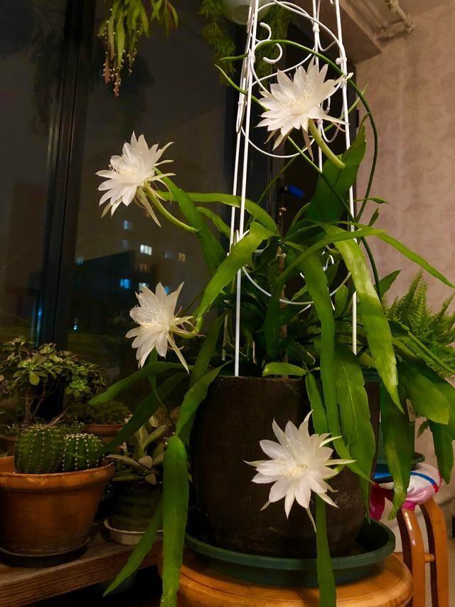 适合家里养的喜欢阳光的花，7种喜阴花