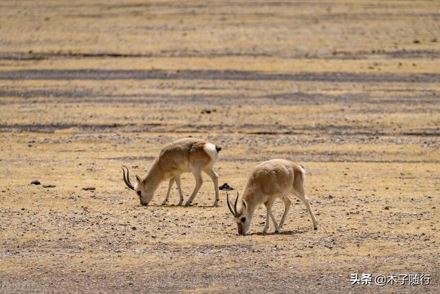 阿里大环线15天自驾游，一路向西直到阿里