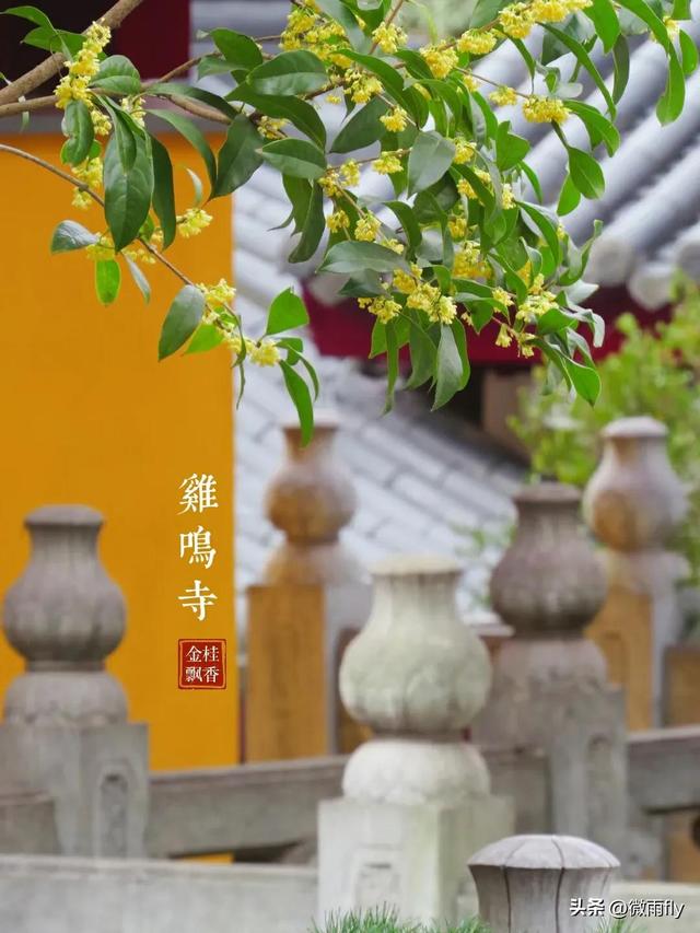 南京初秋7个赏桂花打卡地，南京赏桂花