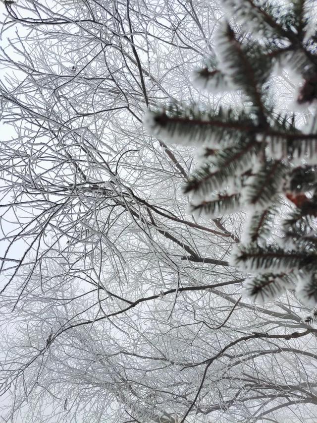 吉林雾凇景色奇特三九严寒，冰天雪地中的美景——吉林雾凇