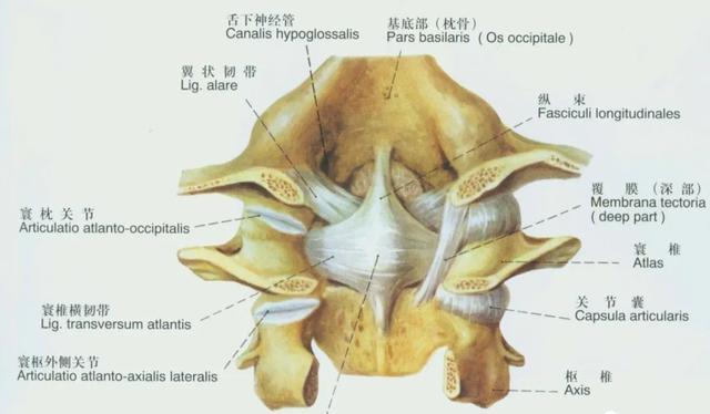 后纵韧带解剖图，颈椎的韧带有哪些