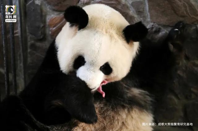 各个年龄段的大熊猫，相隔12年出生的大熊猫