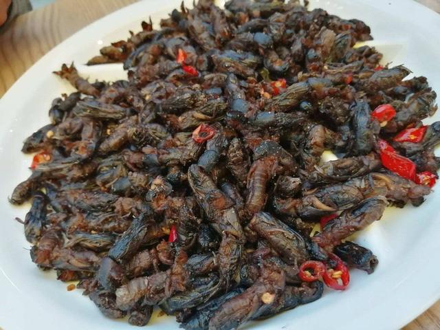 最正宗的农村土狗，10块钱买了只小土狗