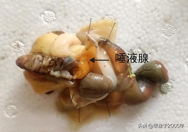 海螺和猫眼螺哪个更好吃，这3种小海鲜正大量上市