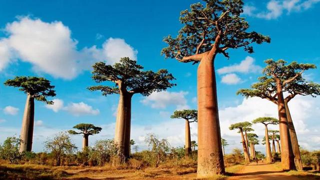 世界上最神奇的水树，既能储水又能当做食物