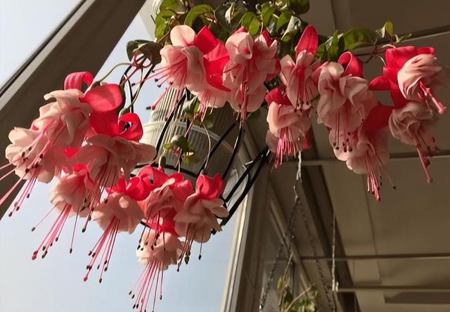 适合家里养的喜欢阳光的花，7种喜阴花