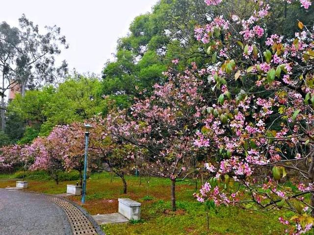 樱花花期说明图，樱花什么时候开花