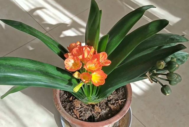 室内可以养的十大吉祥花，5种吉祥花