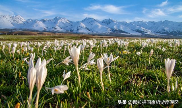 伊犁河谷最值得去的地方，伊犁河谷赏花攻略