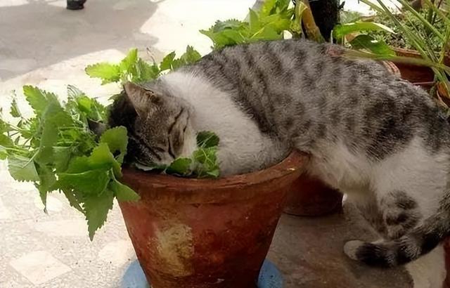 猫薄荷对猫有什么作用，猫薄荷到底是对猫有什么影响（让猫疯狂的猫薄荷还有驱蚊功效）