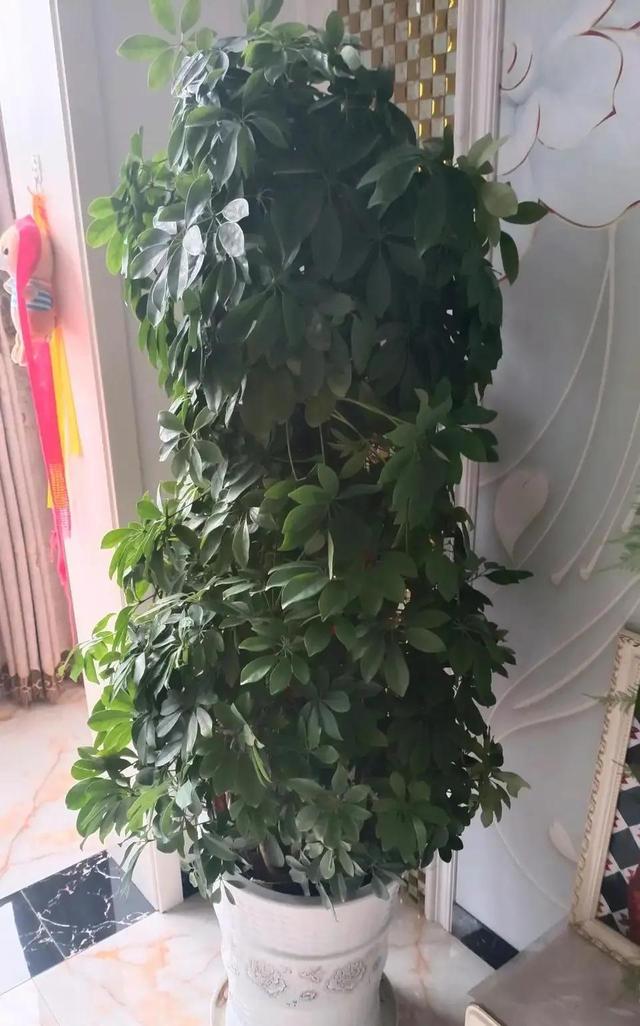 能净化空气的花卉，十种能净化空气吸收甲醛的花卉