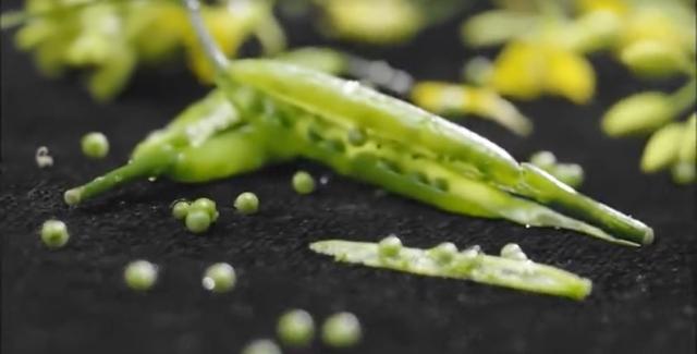 芥末wasabi，芥末为什么会有人喜欢吃