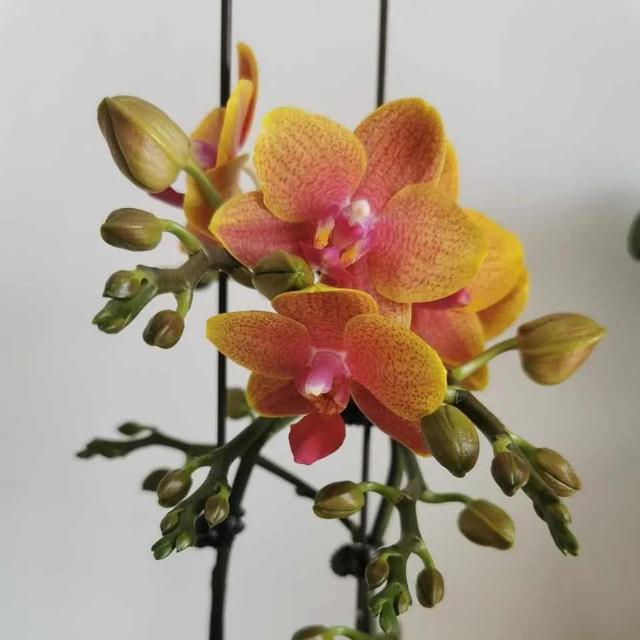 营养土怎么养才会爆盆，换下的旧土别扔