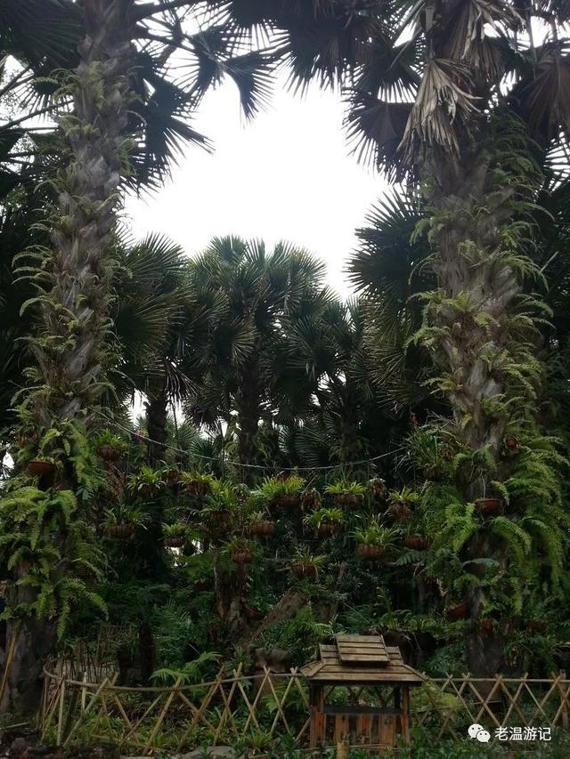 曼听公园游玩攻略，西双版纳曼听公园游览时间（“曼听御花园景区”游记）