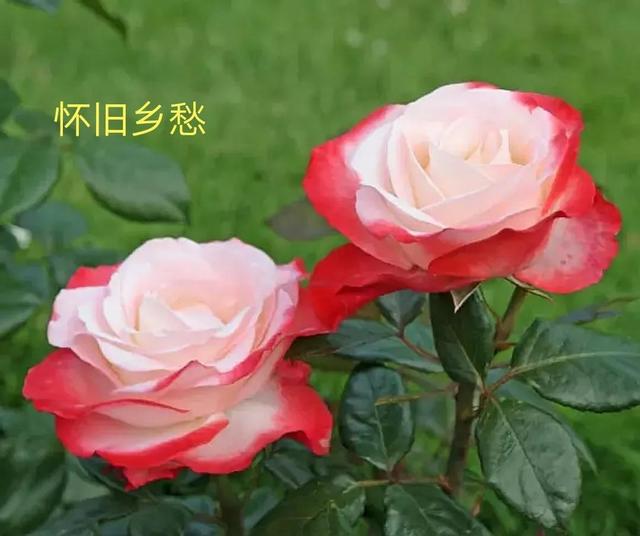 切花月季哪几个品种比较好，常见切花月季一览