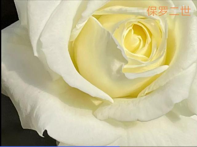 切花月季哪几个品种比较好，常见切花月季一览