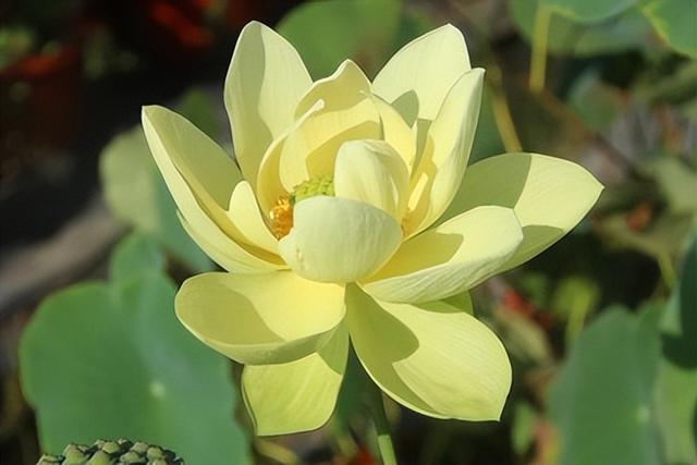 名贵荷花十大品种，最大的荷花品种排行榜