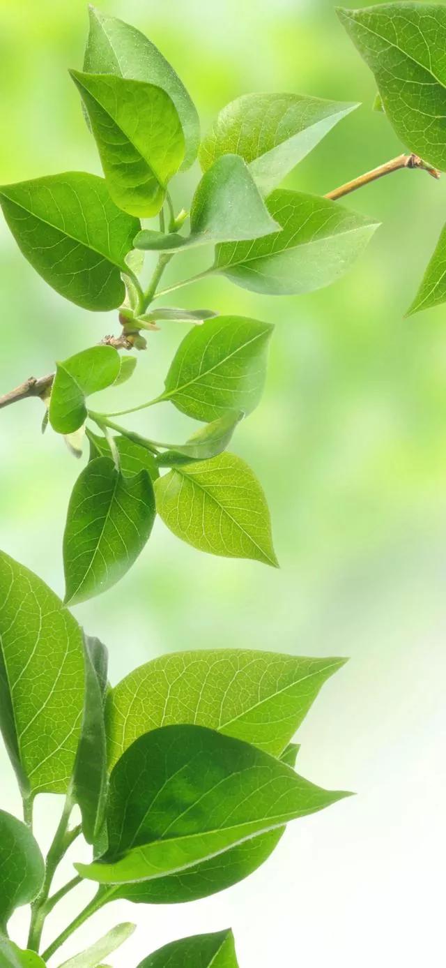 多种创意及超高清手机壁纸绿色，高清绿色系手机壁纸推荐