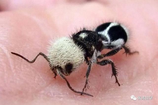 6种长相奇特的动物，千奇百怪一眼销魂