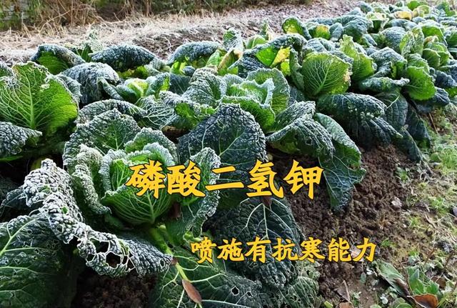 磷酸二氢钾的用途及注意事项，磷酸二氢钾喷施很简单