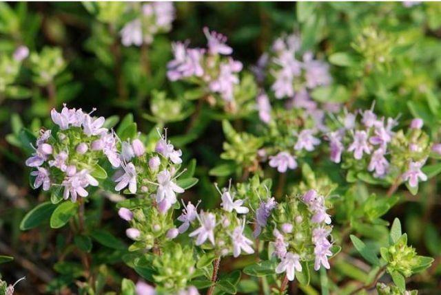 一株什么的小草，“我是高原冻土路上的一株‘小草’”