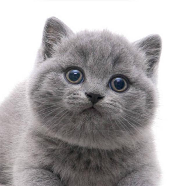 如何看英短猫好不好养，英短猫被“养得好”
