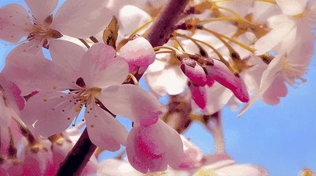 为什么喜欢春天，为什么这么多人喜欢春天呢（你真的了解春天）