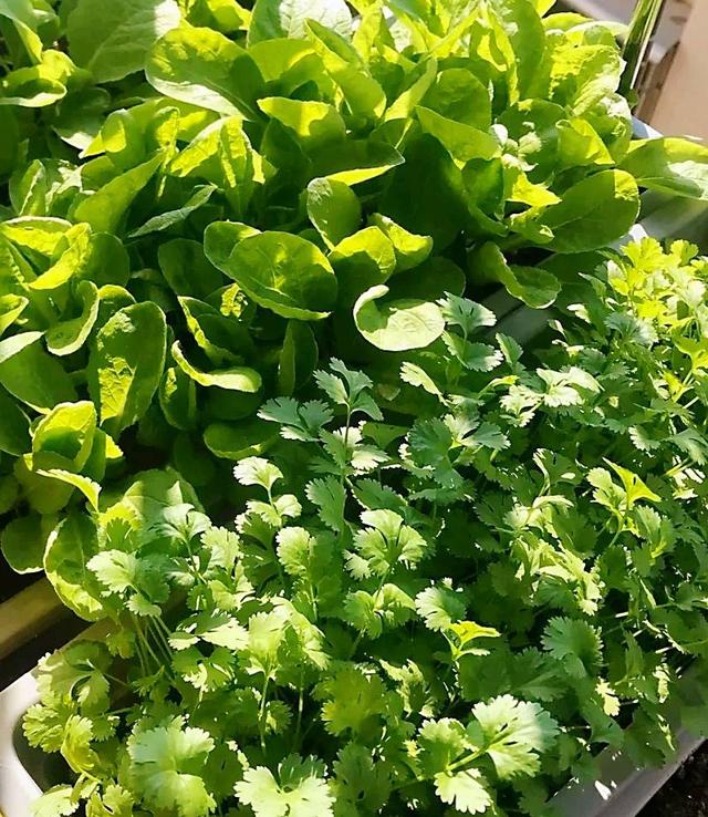 阳台种什么菜就够一家人吃了，9月10月阳台种这3种菜