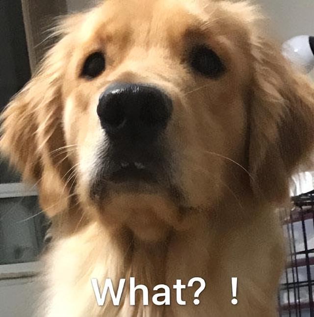 金毛的寿命一般是多久，金毛狗寿命一般在多少年左右