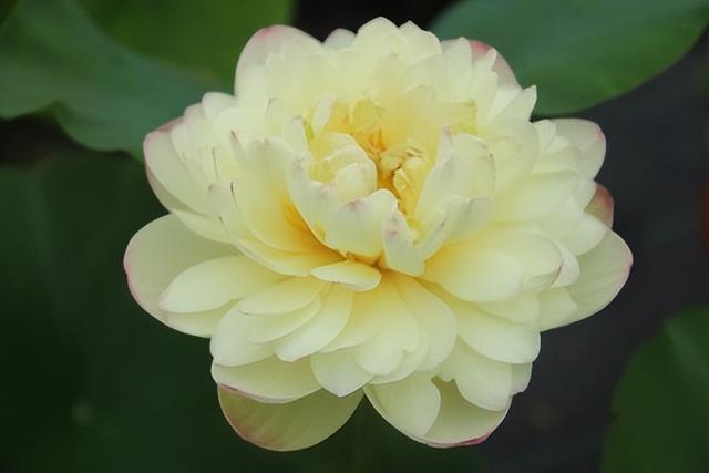 名贵荷花十大品种，最大的荷花品种排行榜