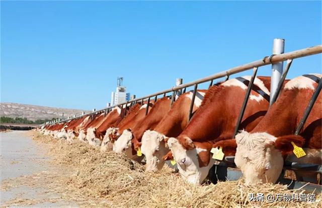 朊病毒到底是一种什么东西，千万别吃同类的肉