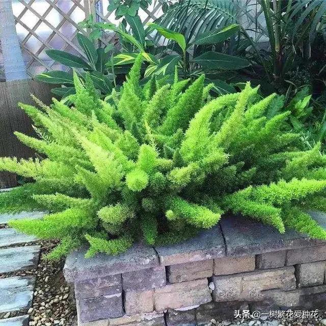 适合庭院养的草花，25种观赏草观叶赏花