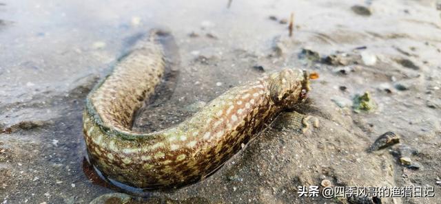 赶海去哪里比较好，在哪个海滩赶海最好玩