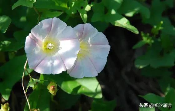 这么多野菜你认识几种，比韭菜还鲜嫩