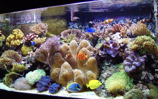 海缸新手教程，海缸入门介绍