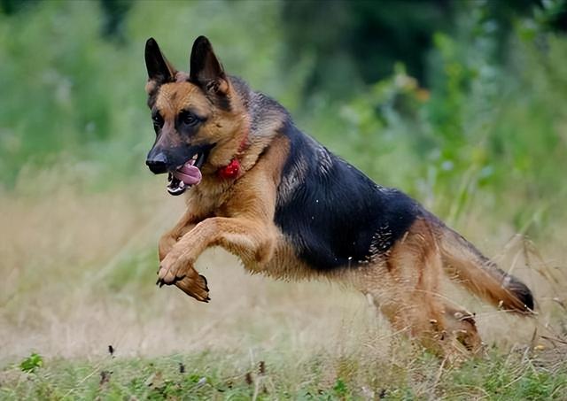 世界上领地意识最强的大型猛犬，盘点6种被禁养的大型猛犬