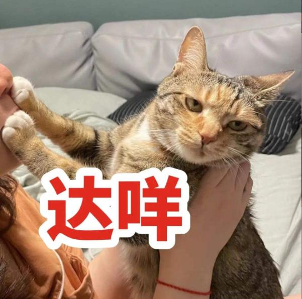 猫可以吃汤圆吗，我劝你千万别给猫吃这些东西（猫不能吃的几样东西是什么）