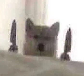 可爱小狗表情包，可爱表情包大全狗子