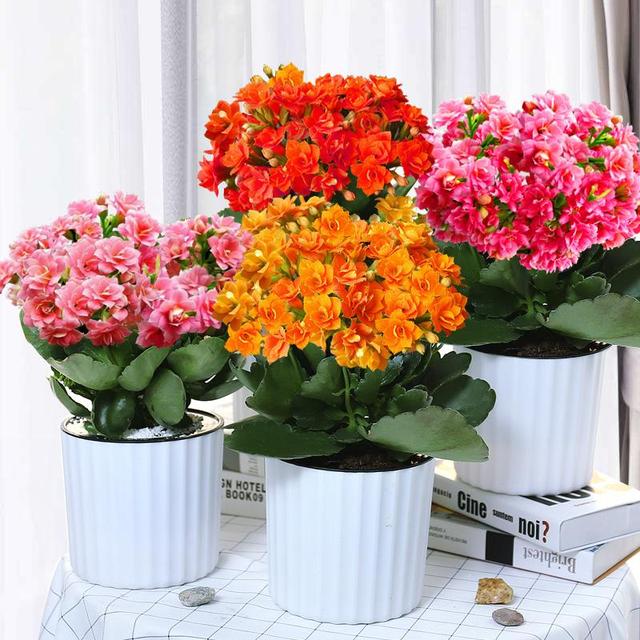 家里多养花的6大好处，10个养花好处