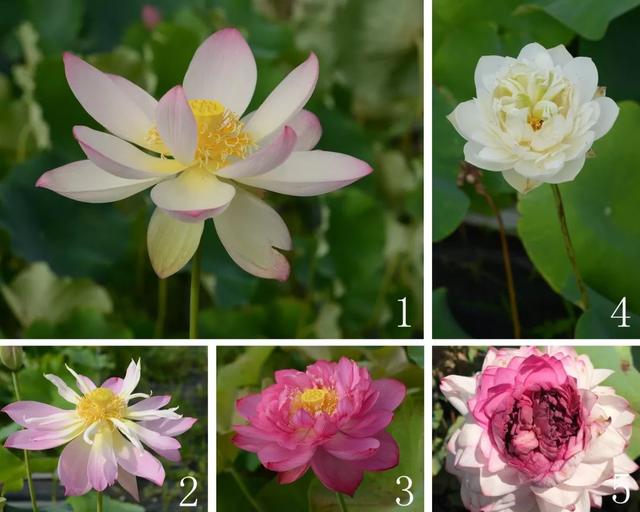 名贵荷花十大品种，最大的荷花品种排行榜