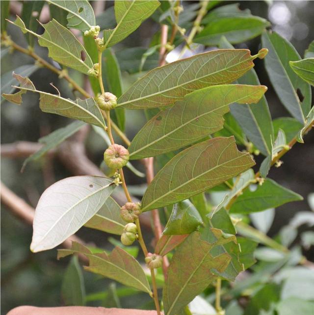 有一种野果叫珍珠果，人称“吉祥果”