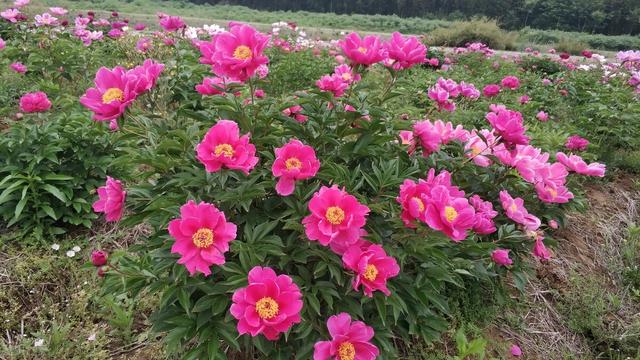 牡丹花怎样种植和养护，栽培牡丹的方法（注意用盆、用土、栽种时间）