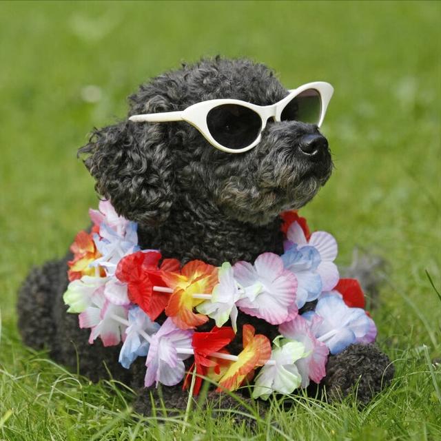 贵宾犬怎么养才不会被惯坏，泰迪犬<贵宾犬>怎么养才听话