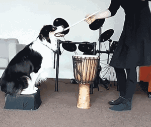 世界上最聪明的狗狗十大排名，盘点那些聪明的狗狗