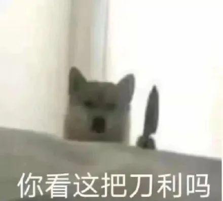 可爱小狗表情包，可爱表情包大全狗子