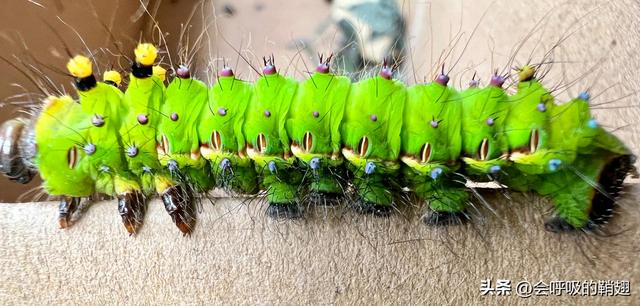 绿尾大蚕蛾出现在几月份，自博馆绿尾大蚕蛾开始羽化啦