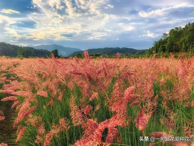 适合庭院养的草花，25种观赏草观叶赏花